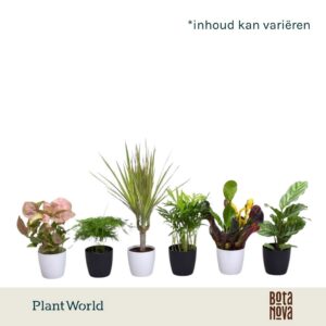Indoor plants Keen on Green mix New York 7 cm in Sara Pot Black White
(16 Plants/Order)(7cmP 15cmH)