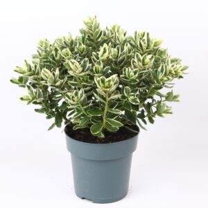 Hebe Katrina Classica P15 Addenda®
(6 Plants/Order)(15cmP 35cmH)