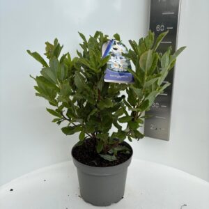 Mollis Azalea Persil Rhododendron (AK) 
(1 Plants/Order)(23cmP 60cmH)