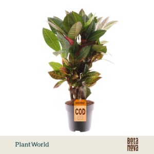 Codiaeum Petra Croton busch
(6 Plants/Order)(17cmP 55cmH)