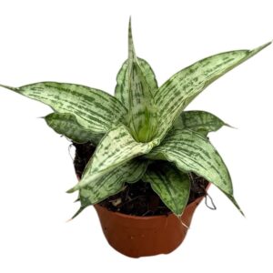 Sansevieria other Cinta
(20 Plants/Order)(6cmP 5cmH)
