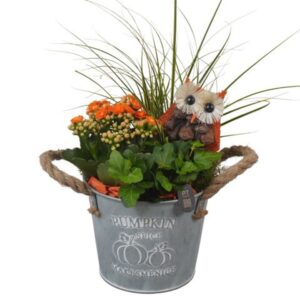 Arrangement kamer PTHI3398 Arrangement Autumn Indoor in metalen Pot
(4 Plants/Order)(14cmP 33cmH)
