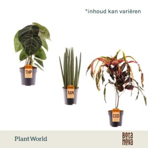 Indoor plants gem. green 3 Types Luxury mix P19
(4 Plants/Order)(19cmP 50cmH)