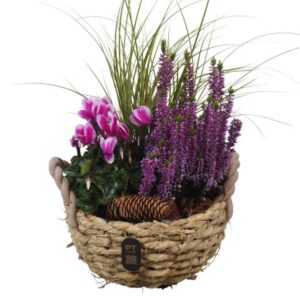 Arrangementen PTHO7545 Arrangement Autumn Outdoor in rieten mand
(3 Plants/Order)(23cmP 44cmH)