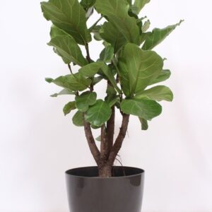 Ficus lyrata "in San Remo ""antraciet"""
(1 Plants/Order)(36cmP 130cmH)