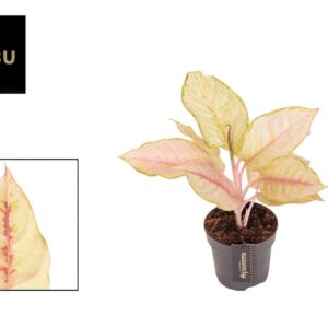 Aglaonema other Corn Silk
(6 Plants/Order)(12cmP 30cmH)