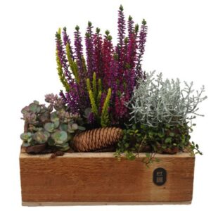 Arrangementen PTHO7664
(4 Plants/Order)(25cmP 27cmH)