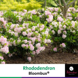 Rhododendron mix Rhododendron 'Bloombux' Pink PBR 20-30C2
(1 Plants/Order)(17cmP 40cmH)