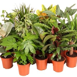 Indoor plants gem. green 8 Types Indoor plants "mix" 17cm
(1 Plants/Order)(17cmP 60cmH)
