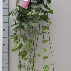Scindapsus Trebie XL Scindapsus Trebi 25cm
(1 Plants/Order)(25cmP 150cmH)