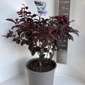 Prunus bladverliezend cerasifera Hollywood'
(1 Plants/Order)(29cmP 65cmH)