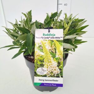 Buddleja Butterfly Candy Little Whi Buddleja 'Butterfly Candy Little White' 30-40C5
(1 Plants/Order)(23cmP 50cmH)