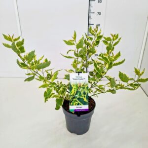 Cornus alba Cornus alba 'Cream Cracker' 50-60C5
(1 Plants/Order)(23cmP 70cmH)