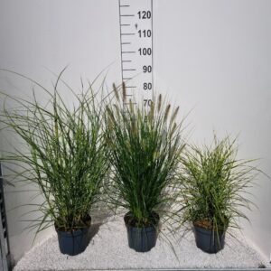 Siergrassen mix
(1 Plants/Order)(19cmP 60cmH)
