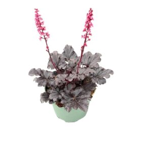Heuchera Timeless Night'
(1 Plants/Order)(19cmP 25cmH)