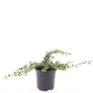 Cotoneaster dammeri Mooncreeper
(8 Plants/Order)(14cmP 10cmH)
