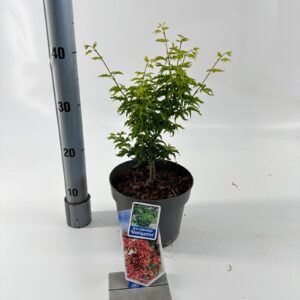 Acer palmatum Shishigashira
(1 Plants/Order)(19cmP 40cmH)