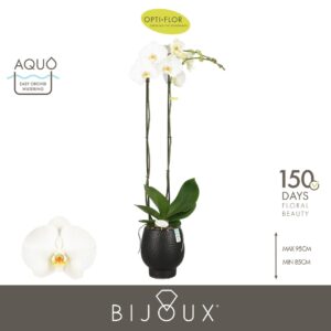 Phalaenopsis white more Ripsen Bijoux Diamond 2 spike in Abruzzo Black Aquo
(3 Plants/Order)(15cmP 90cmH)