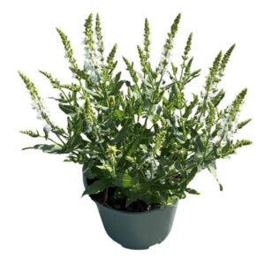Salvia nemorosa Schneehügel Schneehugel'
(1 Plants/Order)(17cmP 30cmH)