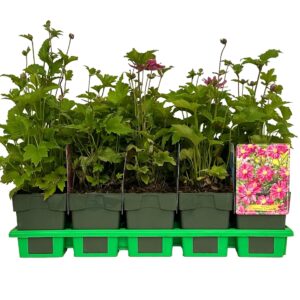 Anemone hupehensis Prinz Heinrich
(10 Plants/Order)(11cmP 25cmH)