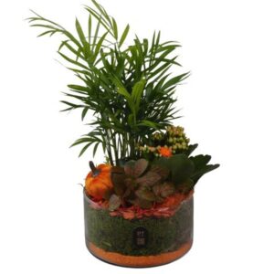 Arrangement kamer PTHG8204 Arrangement Autumn Glass in Glas schaal
(4 Plants/Order)(15cmP 33cmH)
