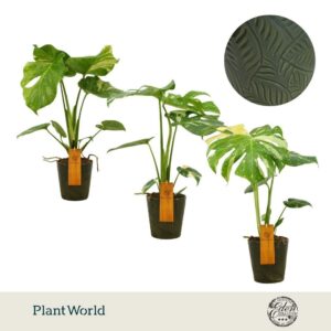 Monstera deliciosa Thai Constellati Monstera Thai Constellation 12cm in Leaf Ceramics
(6 Plants/Order)(12cmP 30cmH)