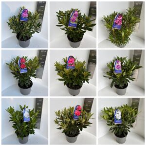 Rhododendron mix (minimum order one layer)
(1 Plants/Order)(23cmP 55cmH)