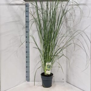 Cortaderia selloana White Feather'
(1 Plants/Order)(23cmP 150cmH)