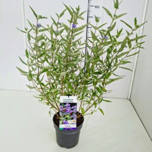 Caryopteris x clandonensis Heavenl Blue' C5
(1 Plants/Order)(23cmP 60cmH)