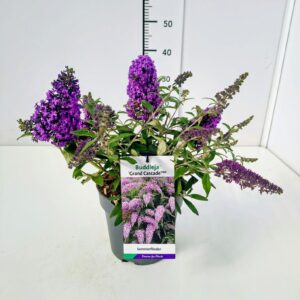Buddleja Buddleja dav. 'Grand Cascade' C3
(1 Plants/Order)(19cmP 40cmH)