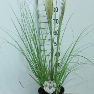 Cortaderia selloana Junior' P23
(1 Plants/Order)(23cmP 100cmH)