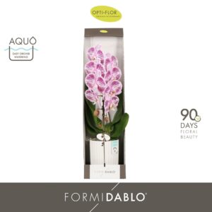 Phalaenopsis other purple more Formidablo Iguazu Falls in Molise White Aquo Showdoos
(1 Plants/Order)(12cmP 70cmH)