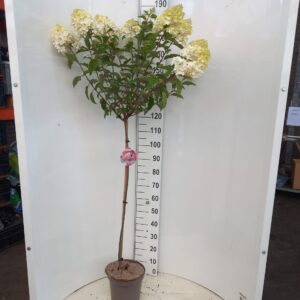Hydrangea paniculata Vanille-Frais ('Renhy'PBR) --stam 100 cm
(1 Plants/Order)(26cmP 100cmH)