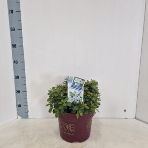 Rhododendron (Evergreen Azalea Grp) ENCORE® Pure White ('Homlea'PBR)
(1 Plants/Order)(23cmP 40cmH)