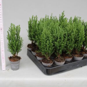 Chamaecyparis law. 'Ellwoodii P5,5
(20 Plants/Order)(5.5cmP 25cmH)