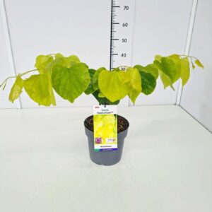 Cercis canadensis Cercis can. 'Hearts of Gold' PBR 40-60C4
(1 Plants/Order)(21cmP 60cmH)