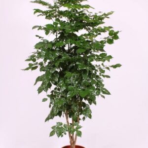 Radermachera sinica hainanensis
(1 Plants/Order)(34cmP 200cmH)