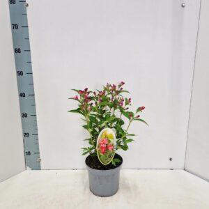 Weigela Bristol Ruby
(1 Plants/Order)(17cmP 40cmH)