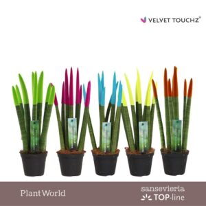 Sansevieria Cylindrica VELVET TOUCHZ® mix Ibiza
(12 Plants/Order)(8.5cmP 30cmH)