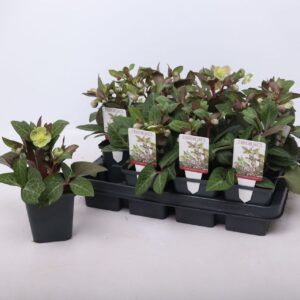 Helleborus lividus Purple Price Pink 9 cm
(12 Plants/Order)(9cmP 15cmH)