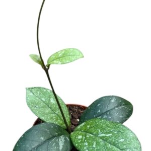 Hoya Hoya Crassipetiolata Splash Round Leaf
(14 Plants/Order)(8cmP 10cmH)
