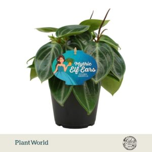 Peperomia sarcophylla Mythique Elf
(6 Plants/Order)(15cmP 25cmH)