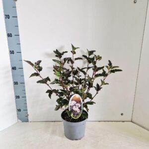 Physocarpus opulifolius Red Baron'
(1 Plants/Order)(17cmP 50cmH)