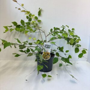 Corylopsis pauciflora
(1 Plants/Order)(19cmP 55cmH)