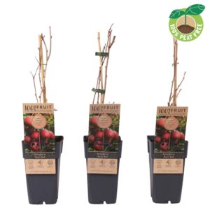 Actinidia arguta Ken's Red' (Kiwibes, vrl.)
(10 Plants/Order)(15cmP 50cmH)
