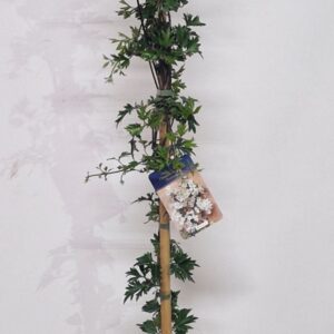 Clematis Avalanche
(1 Plants/Order)(28cmP 180cmH)