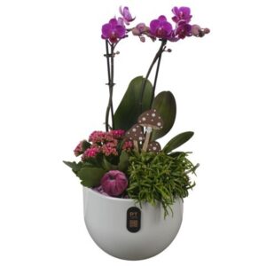 Indoor plants PTHI3243 Arrangement Autumn Indoor in Ceramics Pot
(3 Plants/Order)(19cmP 46cmH)