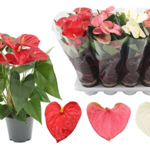 Anthurium mixed 3 c 14 cm color in Diamond Hoes 
(8 Plants/Order)(14cmP 50cmH)