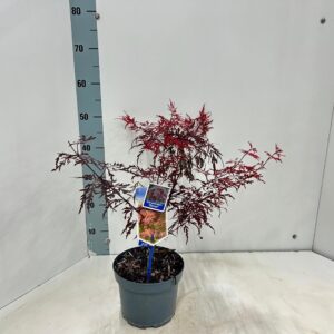 Acer palmatum Garnet
(1 Plants/Order)(19cmP 45cmH)