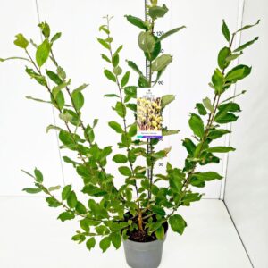 Salix caprea Salix caprea 'Mas' 80-100C10
(1 Plants/Order)(28cmP 100cmH)